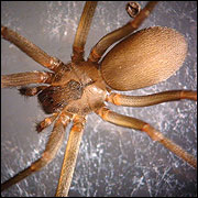 Brown recluse spiders