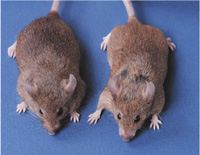 normal mouse and mouse lacking ACC2 enzyme