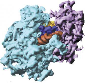 ribosome structure