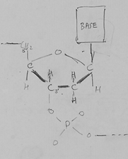 [Detail from notes on the structure of DNA]. [ca. 1953].