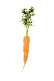 Carrot Image