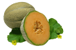 Melons Image