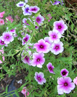 Phlox Drummonds