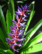 Aechmea 'Del Mar'