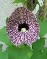 Aristolochia littoralis