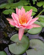 Nymphaea colorado