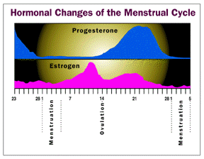 [chart showing hormonal changes of the menstrual cycle]