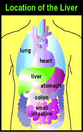 picture of the liver in relation to other organs