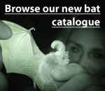 Browse our New Bat Catalogue