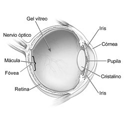 Imagen del ojo