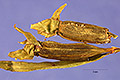 View a larger version of this image and Profile page for Ludwigia decurrens Walter