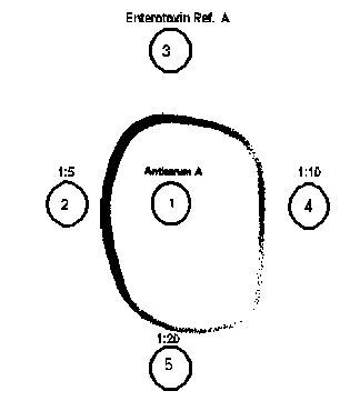 Fig. 6.
Microslide gel double diffusion tests as monovalent detection system