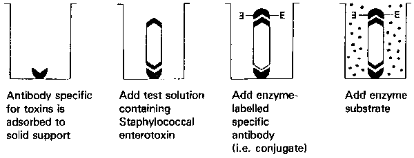 Figure 8.
Typical double antibody 'sandwich' ELISA scheme