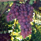 Grapes