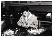 [Barbara McClintock in lab with maize]. April 1963.