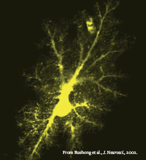 Astrocyte Image