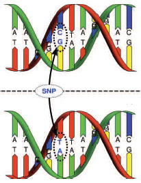 Single Nucleotide Polymorphisms - Graphic