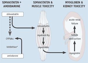 Illustration 3: Amiodarone-Simvastatin Interaction - Postulated Mechanism