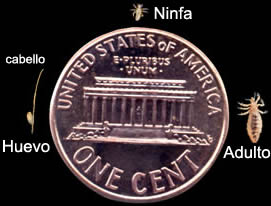 Tamaño de un piojo de la cabeza en comparación con una moneda de 1 centavo (penny)