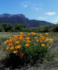 California Poppies in Southeast Kern County