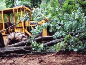 Figure 2. The  photo shows tree which struck the victim and the skidder which it bounced off of.