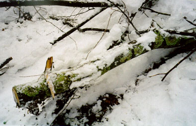 Figure 3. Mid section of the limb which struck the victim.