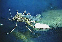 Photo: Culex mosquito laying eggs