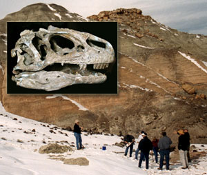 Photo of the Allosaurus skull courtesy of the National Park Service. Photo of dig site.