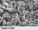 Yeast Cells