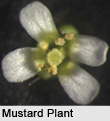 Mustard Plant