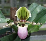 Paphiopedilum victoria-regina