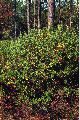 View a larger version of this image and Profile page for Ilex glabra (L.) A. Gray