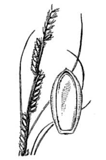 Line Drawing of Eriochloa sericea (Scheele) Munro ex Vasey