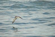 The Manx Shearwater is a species that travels thousands of kilometres over the sea in search of food and only returns to land at night