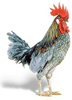 Image of Blue Hen