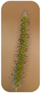 yellow foxtail picture