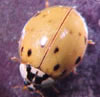 Multi-colored Asian lady beetle