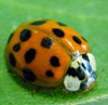 Multi-spotted Asian lady beetle. Photo: T. Fox, MSU