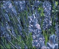 Image of Lavender