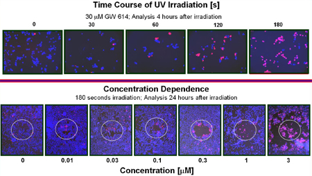 Figure 2: Human LNCaP prostate tumor cells were grown in 8-well microscope slides on an incubated 37C chamber atop a Zeiss Axiovert microscope. Confluent cells were treated with various concentrations of the AR modulator TDPQ and with UV light (405 nm) and then incubated for up to 24 hours. Then cells were stained with the permeable dye Hoechst 33342 to stain all nuclei, and simultaneously stained with propidium iodide (PI) to stain cells permeabilized by the rapid cell membrane changes associated with the onset of apoptosis. Top Row: Optimal irradiation time was determined by adding 30 µM TDPQ for 1 hour and then irradiating for up to 180 seconds. Cells were cultured for 4 additional hours and then stained with Hoechst and PI. Note that background apoptosis rates (about 2%) were not affected by TDPQ in the absence of irradiation. Bottom Row: Concentration curve for apoptosis induction by TDPQ. Cells were treated with the indicated concentrations of TDPQ and irradiated 1 hour later with UV, and cultured for 24 hours prior to staining. Cells progress from being propidium iodide-resistant to staining pink (apoptosis under way) to cell death and loss from the slide in the irradiated area (shown by the white circles). At the highest dose the cell death induction proceeds concentrically into the non-irradiated region of the culture.