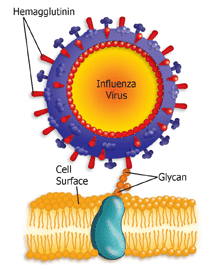 Illustration showing how viral hemagglutinin molecules on a round virus attach to a glycan on the cell surface.