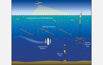 Particles sink from the sunlit surface waters through the ocean's dimly lit twilight zone.