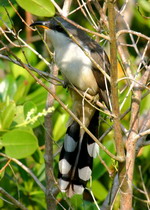 Photo of Mangrove Cuckoo