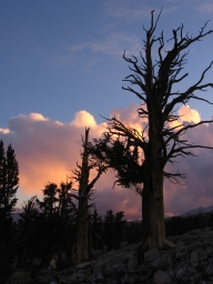 Sunset, old growth Foxtail stand near Mt. Whitney (by Rebecca Franklin 2005-08-18).