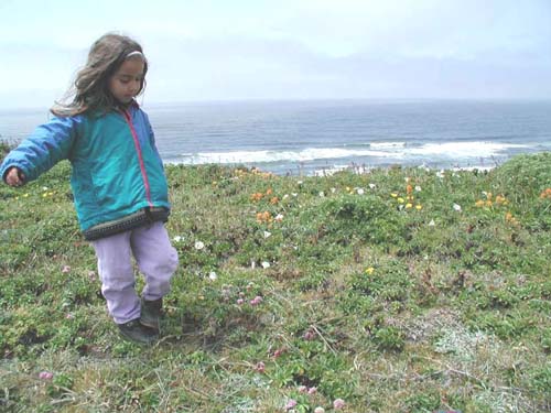 Flower Field