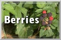 berries title button