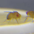 Fighting male fruit flies. Courtesy of the Kravitz Lab.