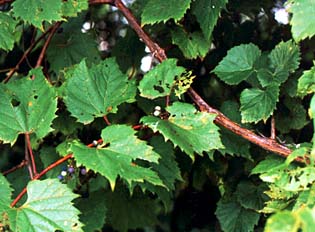 rapevines are stout, woody vines.