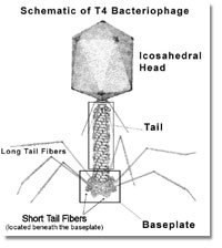 Schematic of T4 Bacteriophage