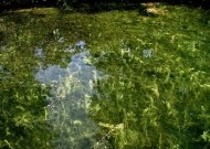[Photo]: Eurasian watermilfoil infestation, photo credit: Leslie J. Mehrhoff, Univeristy of Connecticut, Bugwood.org